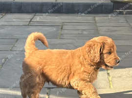 Stunning Australian Double Doodle Puppies