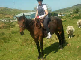 15,2 thoroughbred mare