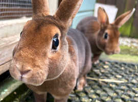 Bonded pair of mini rex does