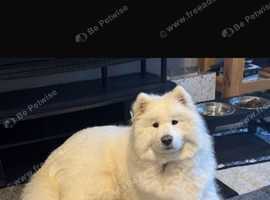 KC registered female Samoyed