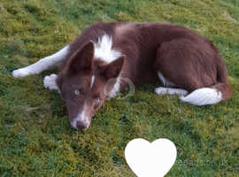 *reduced * QUALITY RED&WHITE border collie puppies