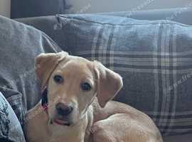 Labrador 2024 rehoming yorkshire