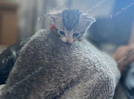 6 kittens for sale