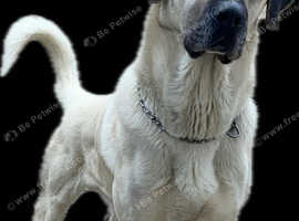 Rare and Beautiful Fully trained purebred Turkish Kangal