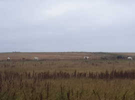 Wanted grazing in Orkney