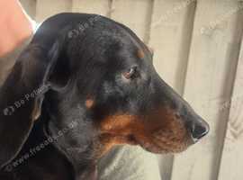 Beautiful dachshund for sale