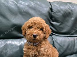 Toy Poodles Puppies and Dogs for sale in Derry Londonderry Freeads