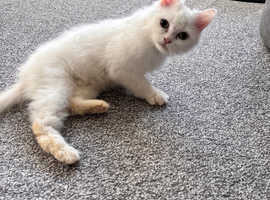 Persian kitten