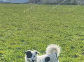 Samoyed collie best sale cross for sale