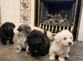 F1 Westiepoos pups for Sale ONLY 1 BLACK GIRL LEFT