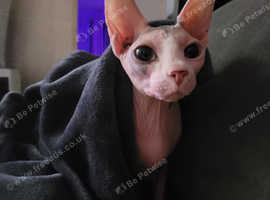 Calico best sale sphynx kitten