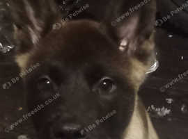 Beautiful Boy Akita Puppy in Birmingham B34 on Freeads Classifieds