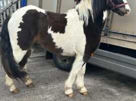 Registered ISH gelding 3 year old