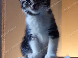 Female kitten