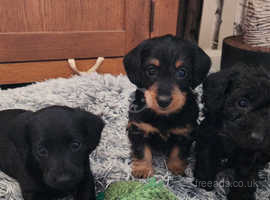 Doxiepoo puppies (miniature dachshund x miniature poodle)
