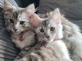 2 Beautiful Maine Coon Kitten Sisters