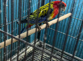 Golden rosella pair Glasgow