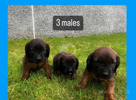 1 male pup and 1 female pup left
