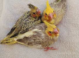 Handreared cockatiels chicks
