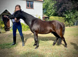 American Miniature Black Beauty