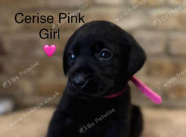 KC Registered Black Labrador Puppies