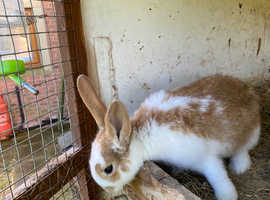 Female rabbit  for sale she is very friendly and very nice