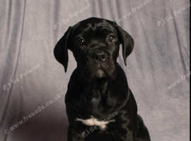 Pedigree Cane Corso Pups for Sale