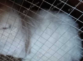 Lion head lopped ear rabbit