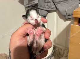 Kittens