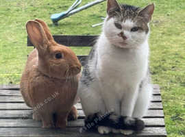 Rabbit for for loving home