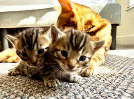 Two beautiful bengals