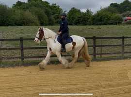 15hh 10yo ride & drive HW gypsy cob gelding