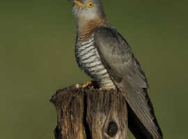 Dean Eades Wildlife Photographer
