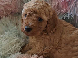 Beautiful toy poodle babies