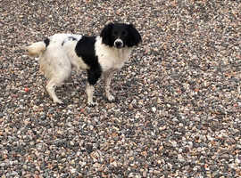 Cocker spaniel 19 months old