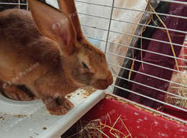 2 baby Rufus Red buck boys to find a new hone