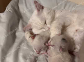 Brilliantly white turkish angora
