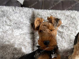 Female Welsh Terrier