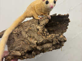 Baby sugar gliders