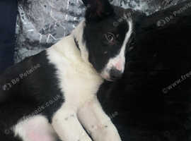 Border collie pup