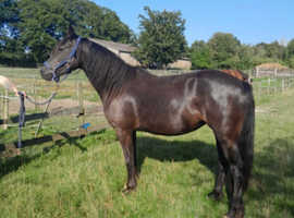Native X Horse - Horsham