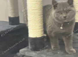 FOR SALE: Beautiful British Shorthair Female