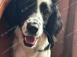 Super cute 8 month pup in need of a home