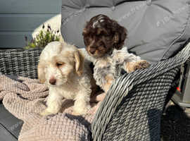 Cockapoo puppies mini toy