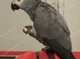 African grey parrot for sale