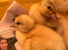 Call Ducklings