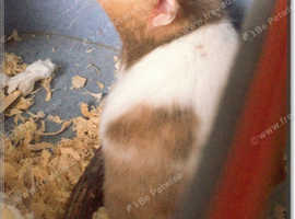 6 months old female hamsters for sale with cage