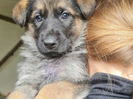 2 BOYS LEFT German Shepherd Puppies for sale