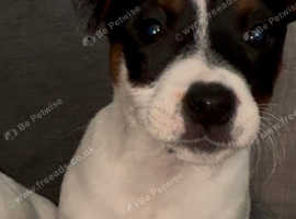 Jack Russell puppy's