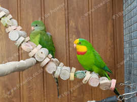 Barraband Parakeet